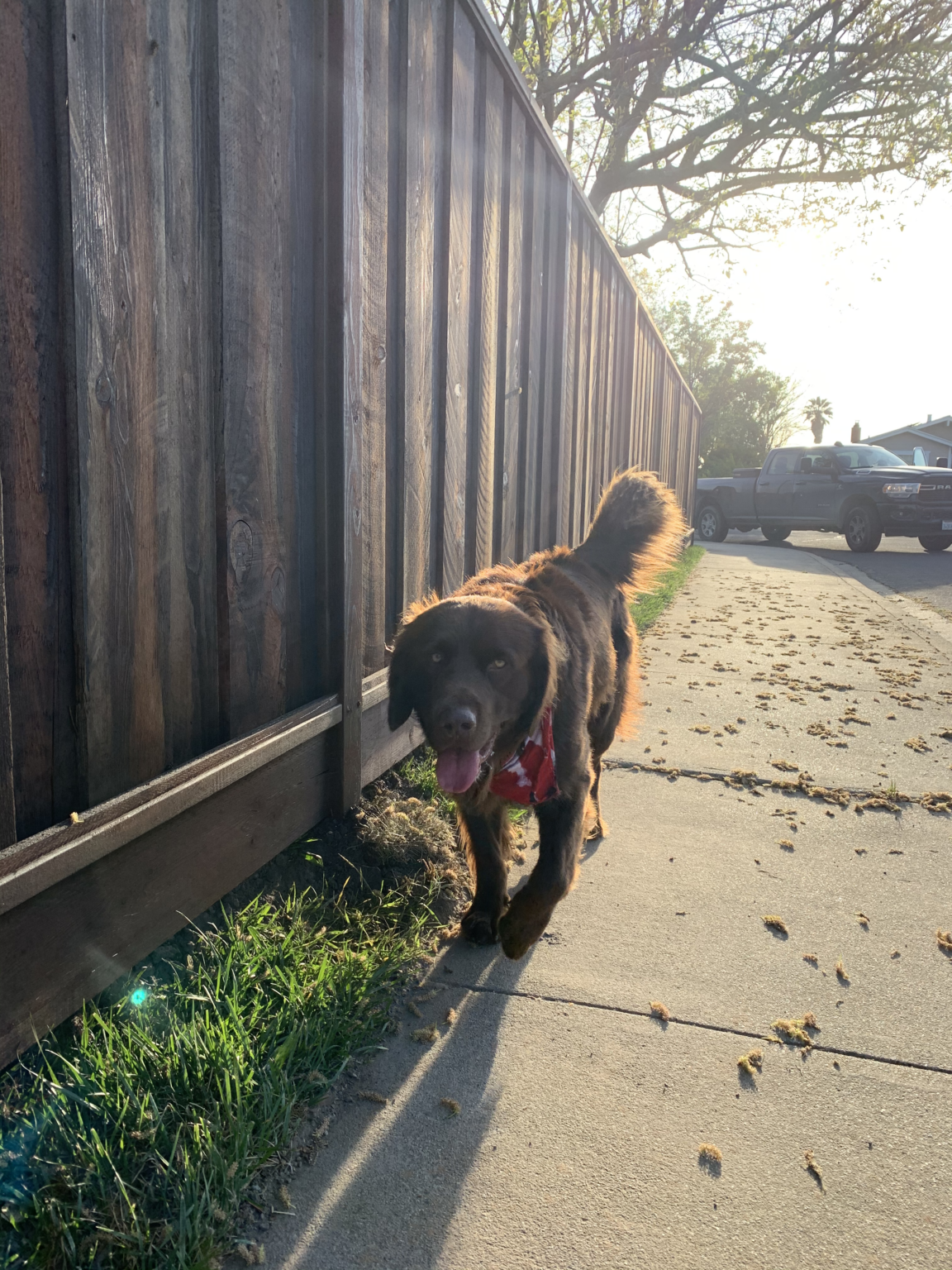 Dog standing in front of a dark stained redwood fence built for a residential property.