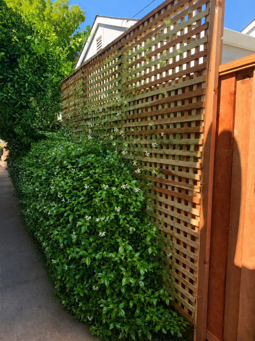 Wood lattice privacy screen installed along a residential side yard.